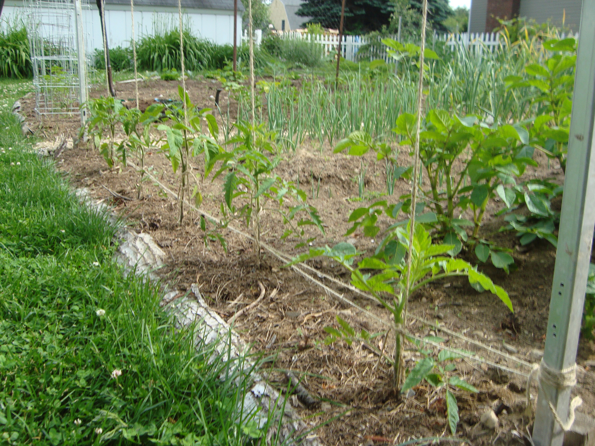 5 Ways of Supporting Your Tomato Plants