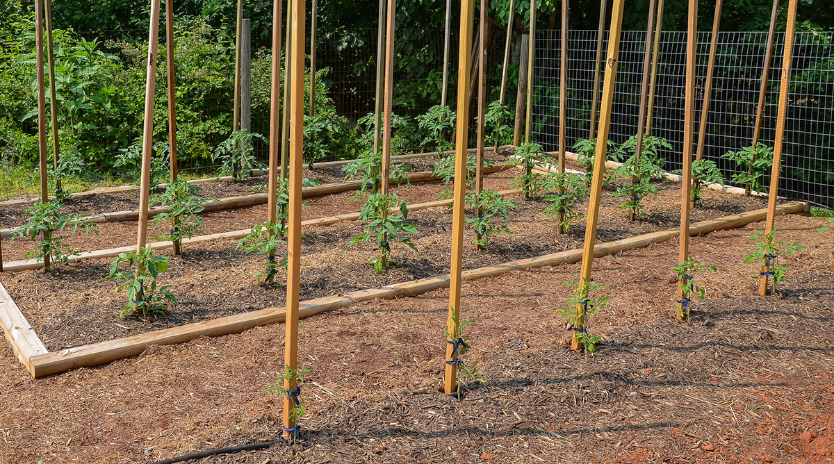 DIY Budget Tomato Trellis with String