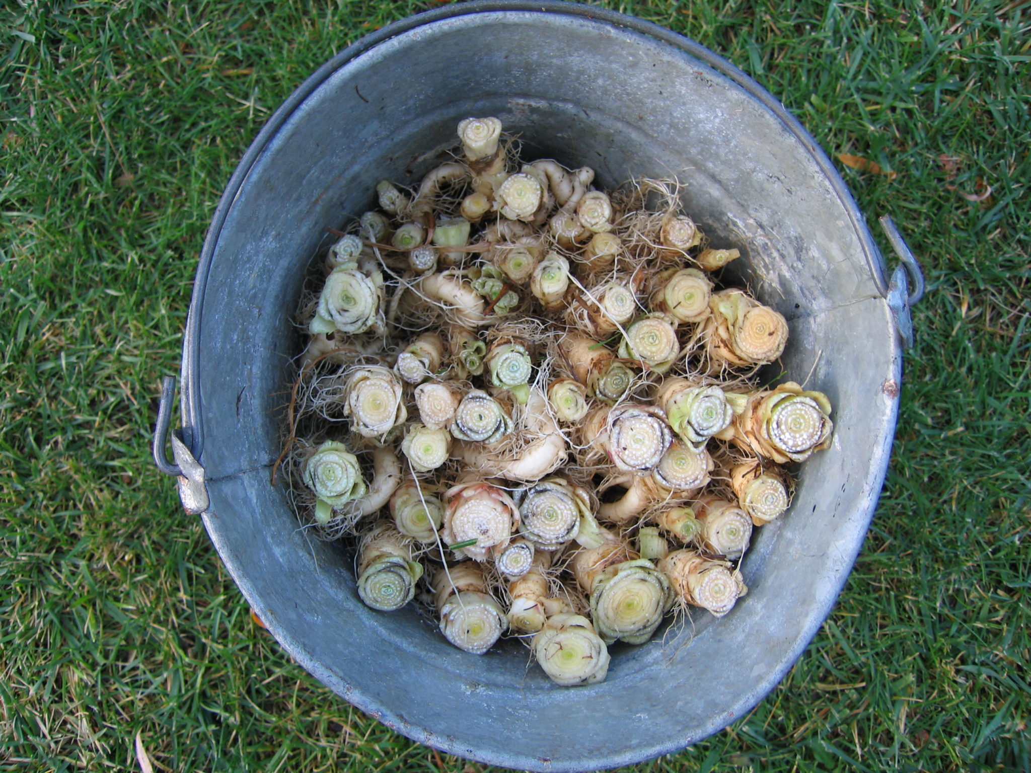 pack Belgian endive roots into a bucket with sand