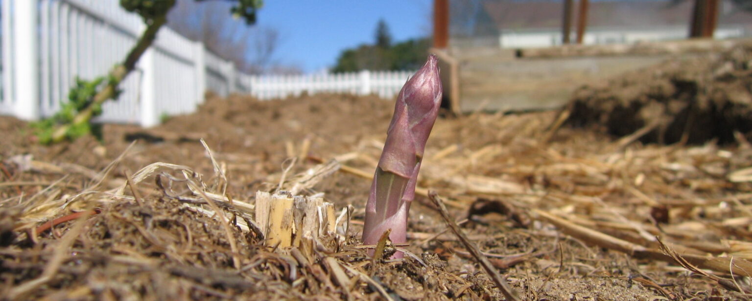 Planting Asparagus from Crowns SeedMoney