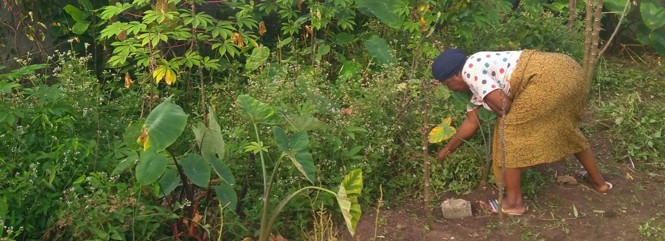 From Sand to Soil: The Roots of the Obodo Ahiara Community Garden