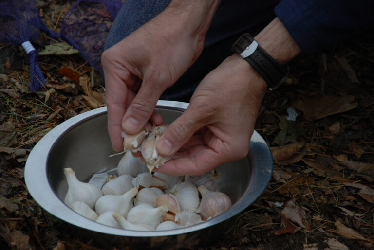 The 3 Bountiful Benefits of Planting Garlic in the Fall SeedMoney