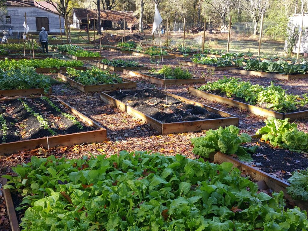 Photographing Food Gardens