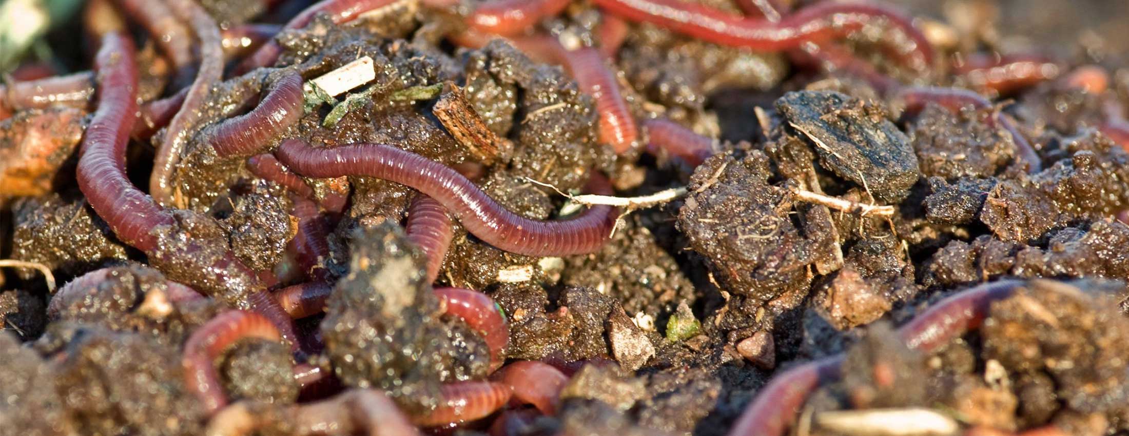 How to Make Your Garden a Worm Paradise