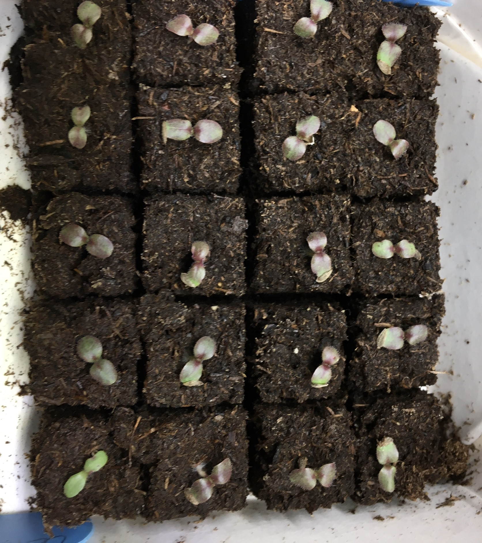 Seed Starting with Mini Soil Blocks