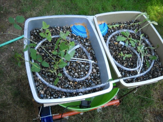 grow food the aquaponics way - seedmoney
