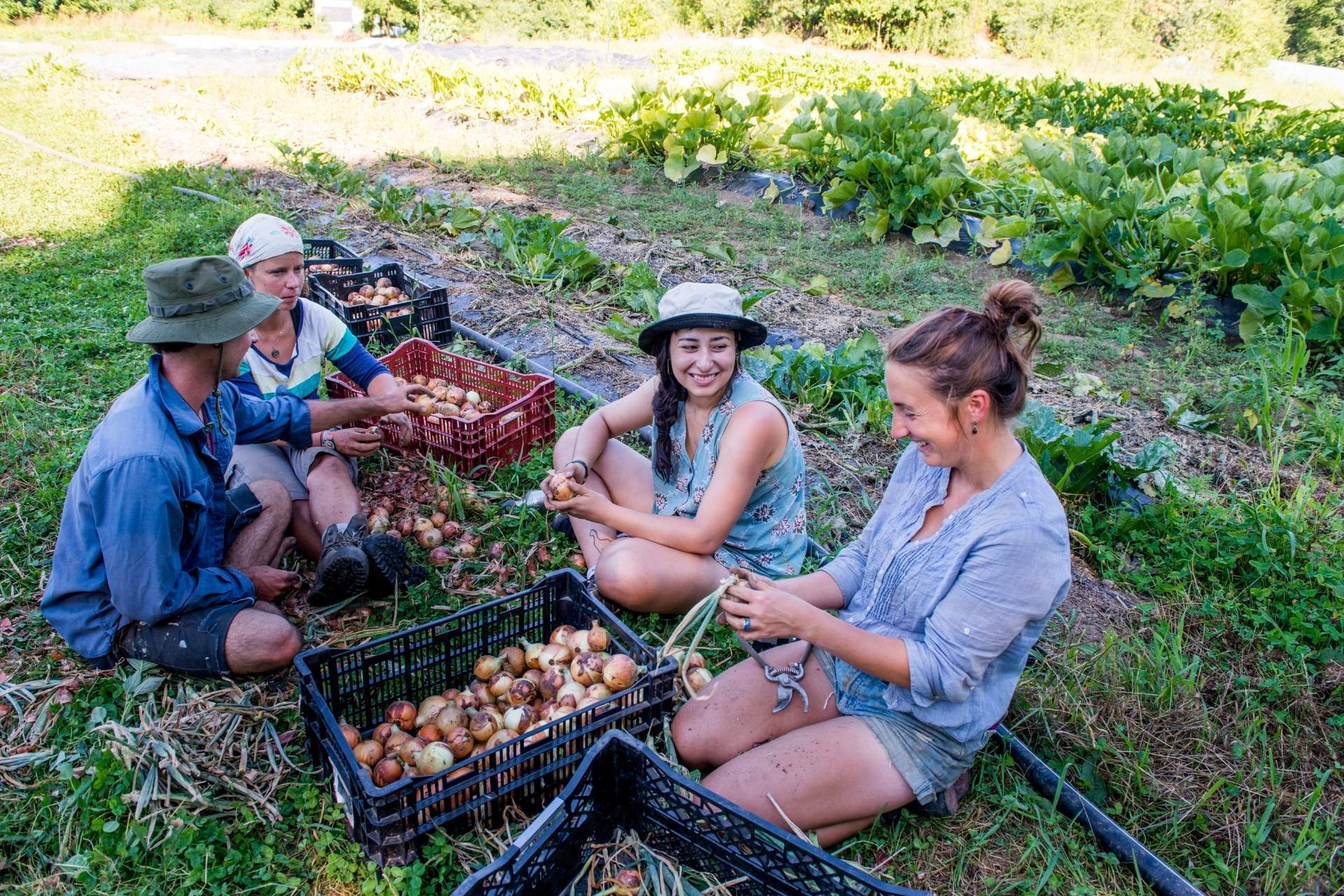 Community harvest celebration