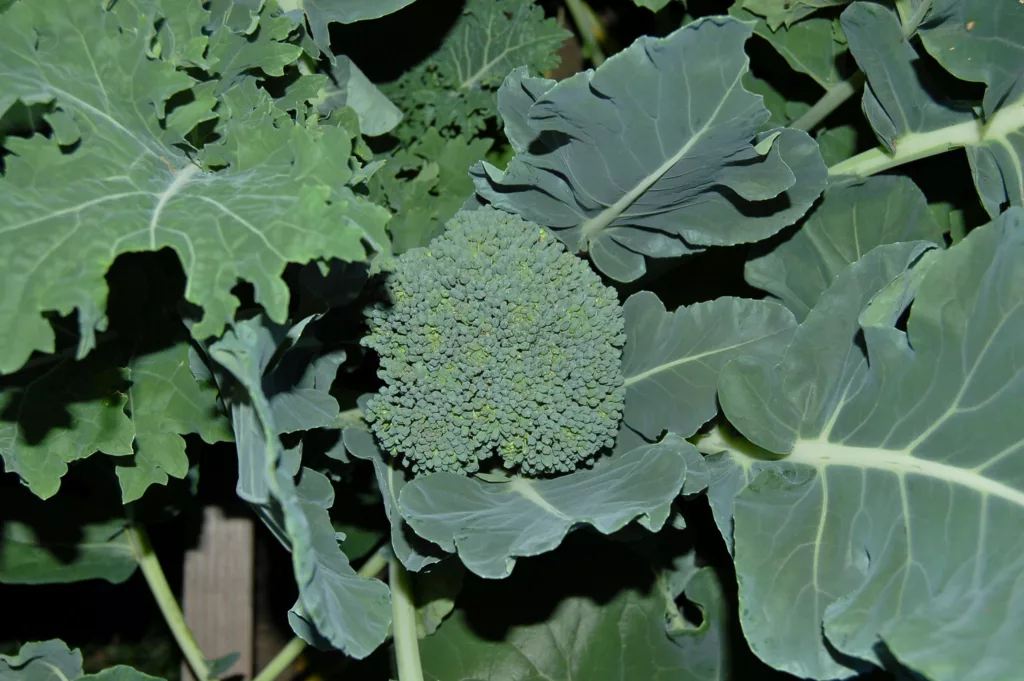growing broccoli in your garden