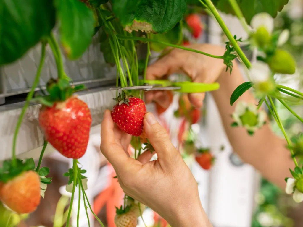 vertically grown strawberries
