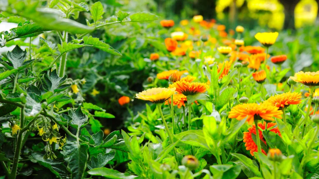companion planting marigolds and tomatoes