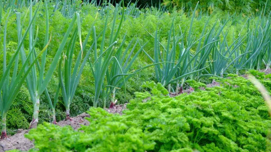 companion planting carrots and onions