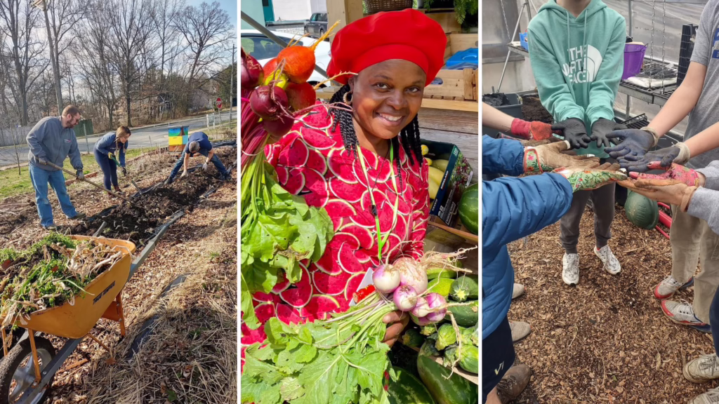 Community gardening and vegetable harvesting activities.