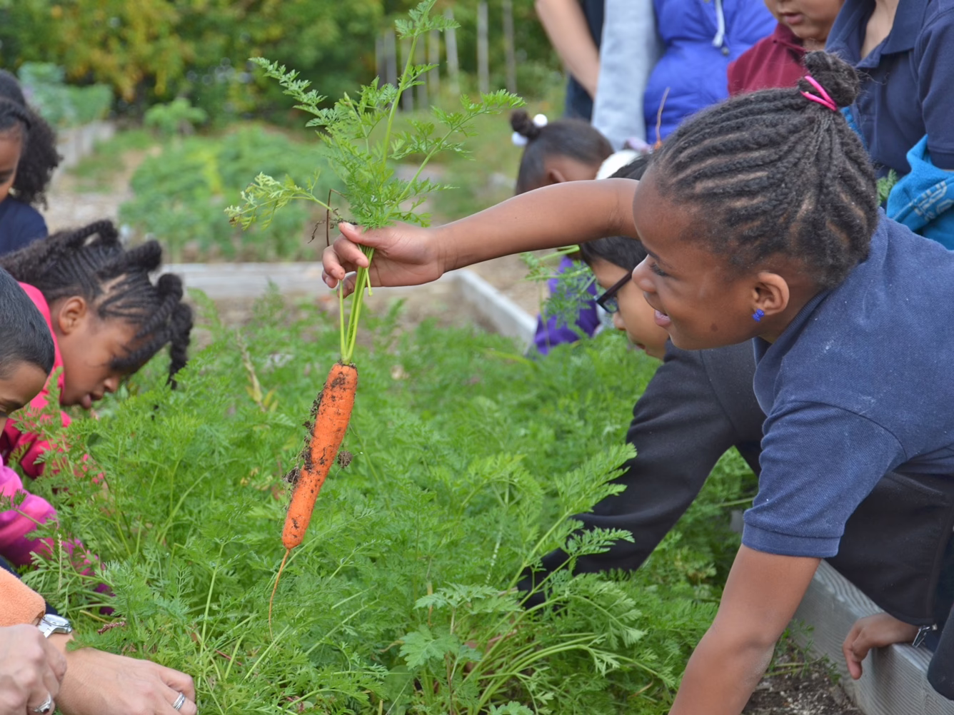 Children harvesting carrots in a school garden