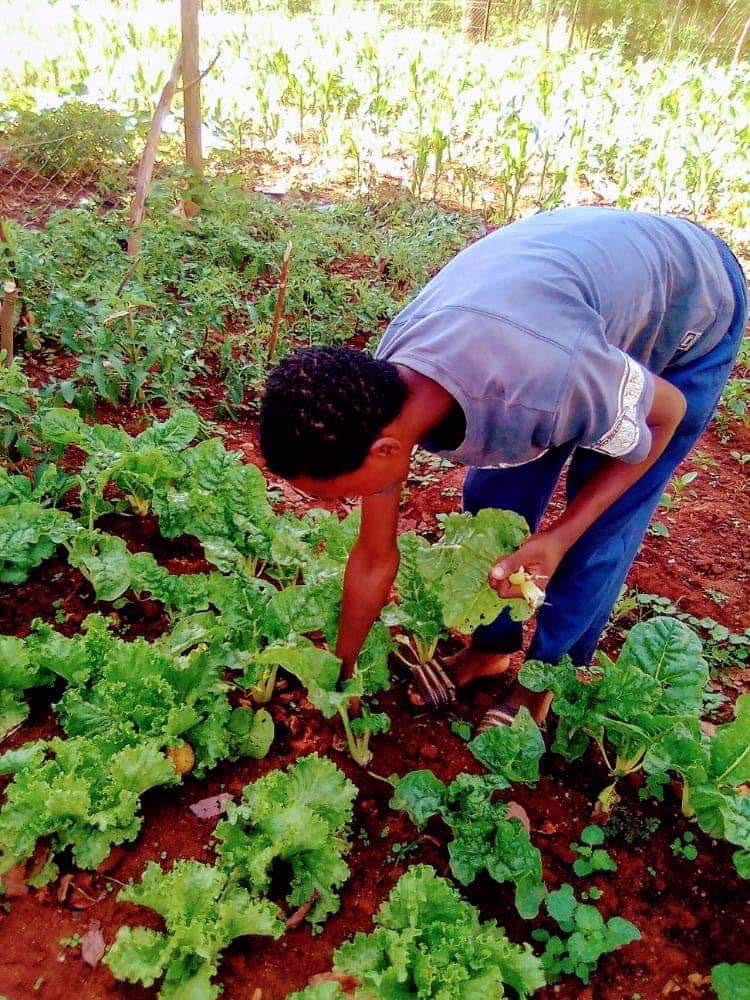 A subsistence garden in eSwatini