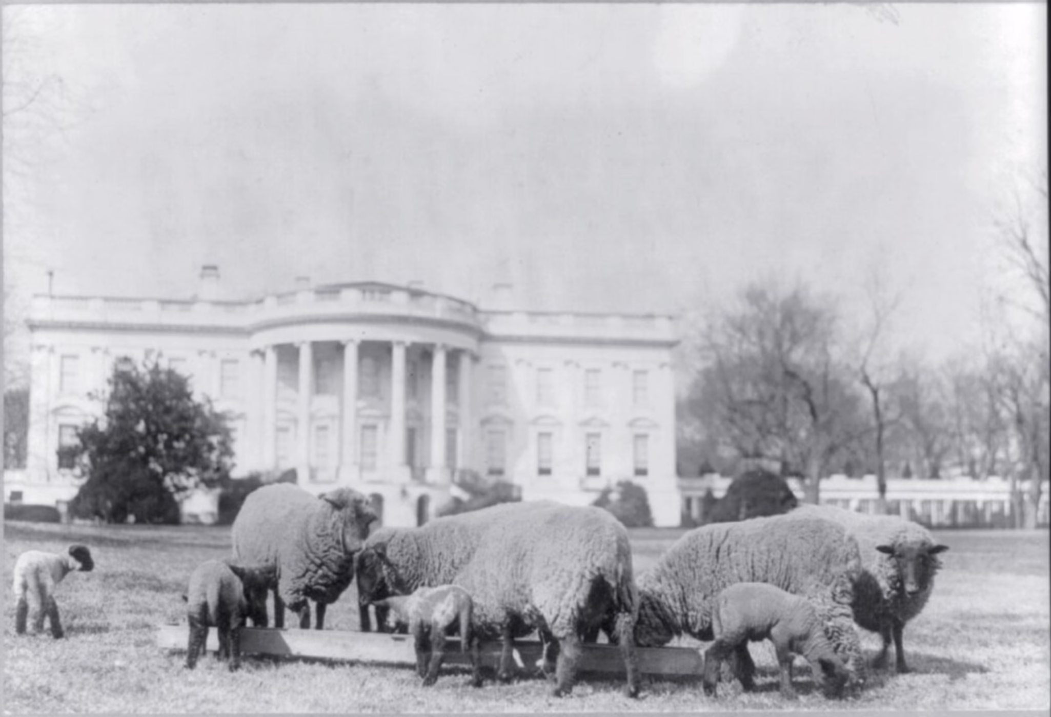 A flock of sheep grazing on the White House South Lawn during the First World War, with the mansion visible behind them.